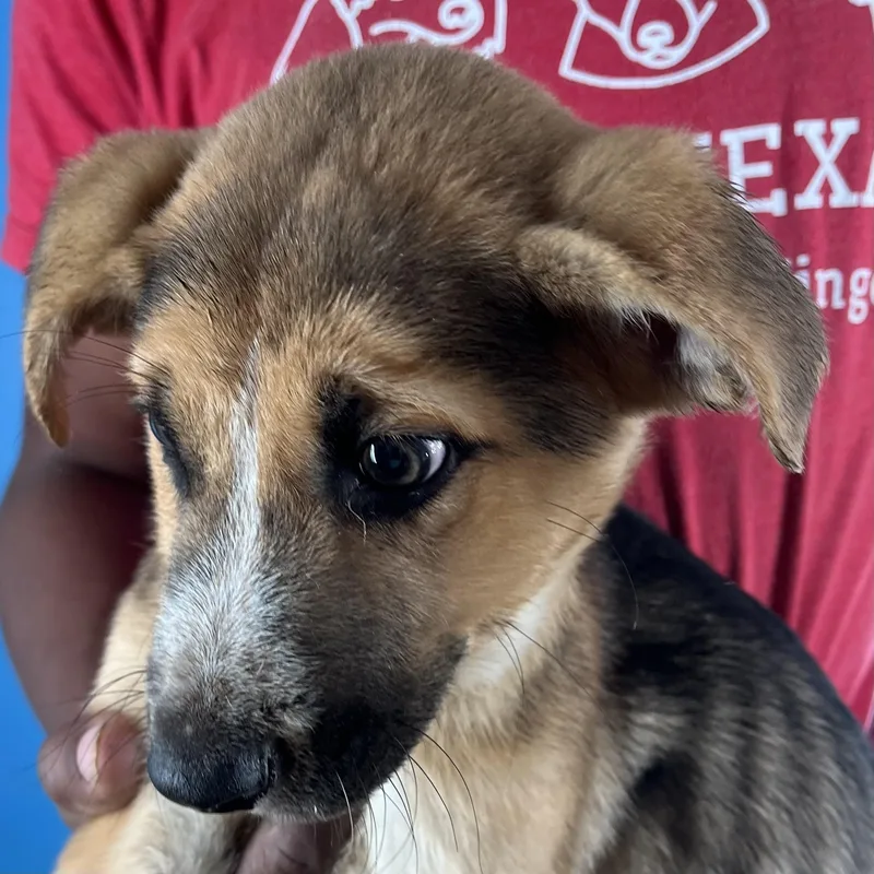 Lilo  Local April thumbnail 6