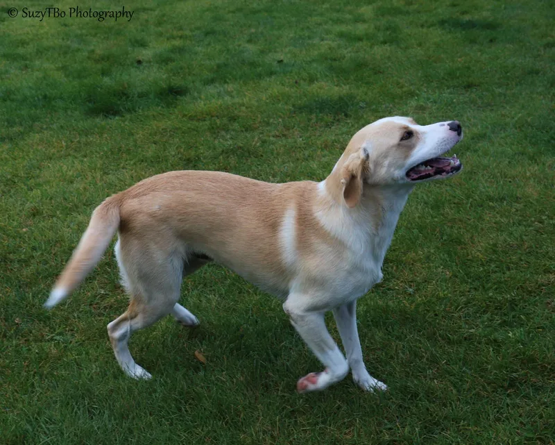 A young medium-sized male Yellow Labrador Retriever dog named Riley for adoption in Montrose, CO