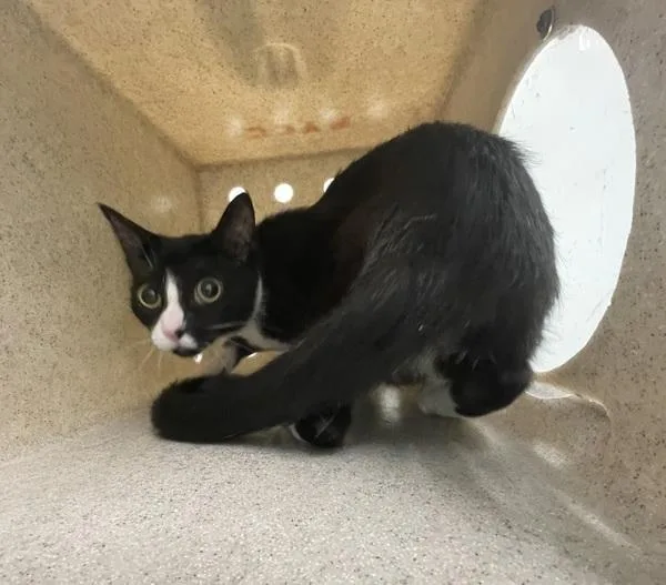 An adult medium-sized female Domestic Short Hair cat named Wednesday for adoption in Ridgewood, NY