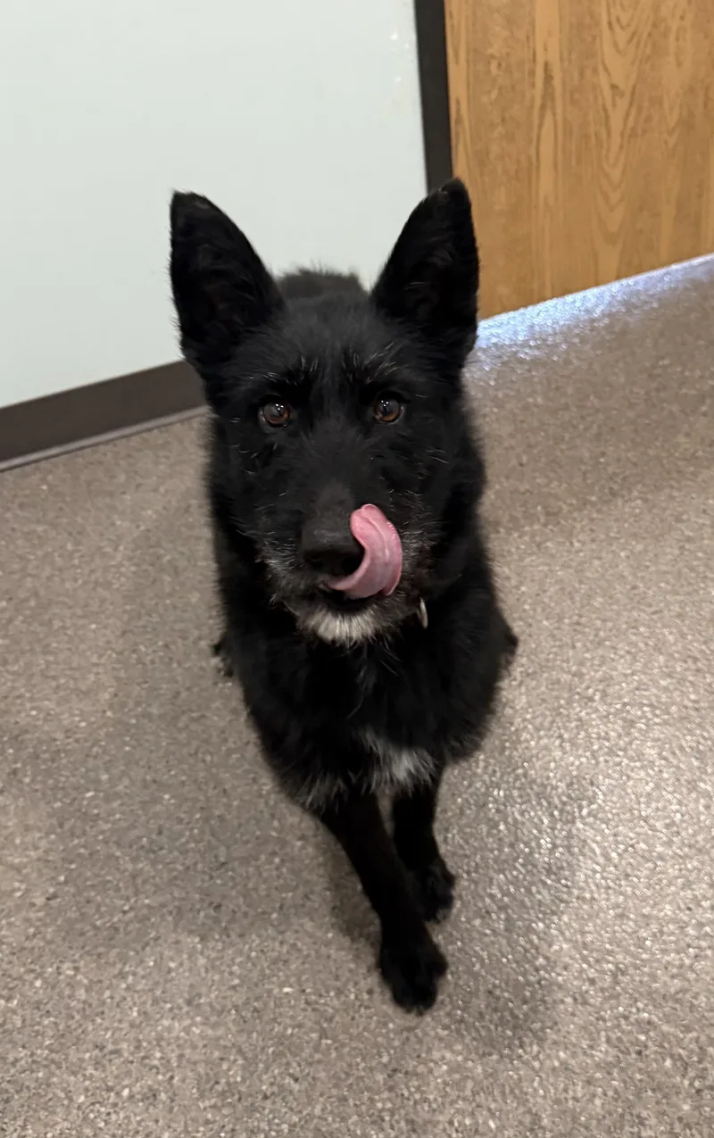 An adult medium-sized female Black Mixed Breed dog named Margot for adoption in Sault Sainte Marie, MI