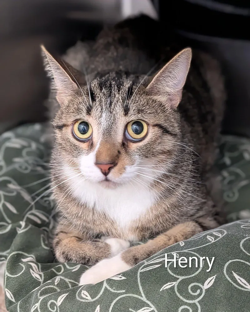 Henry