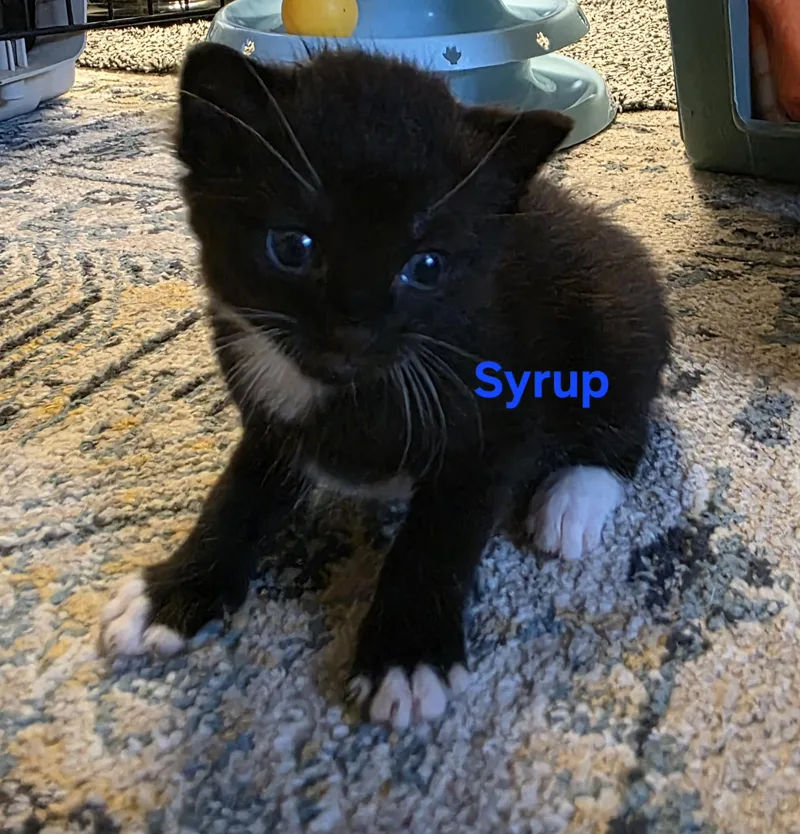 A baby medium-sized male Black & White / Tuxedo Tuxedo cat named Syrup for adoption in Jamesville, NY