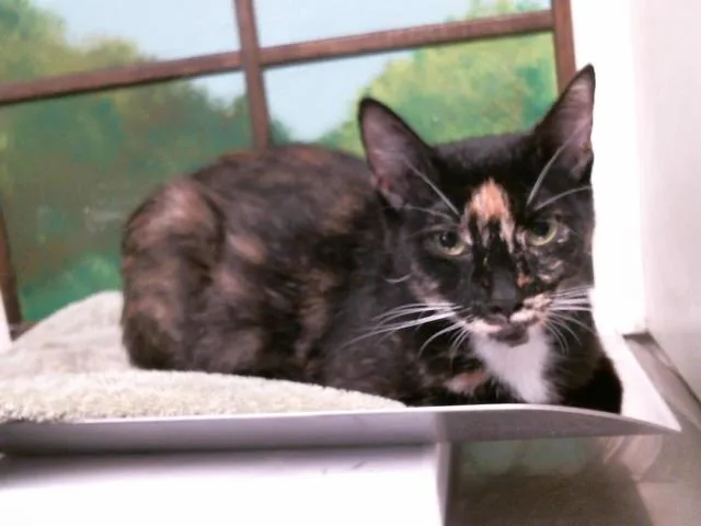 A young large-sized female Domestic Short Hair cat named Ocean for adoption in Houston, TX