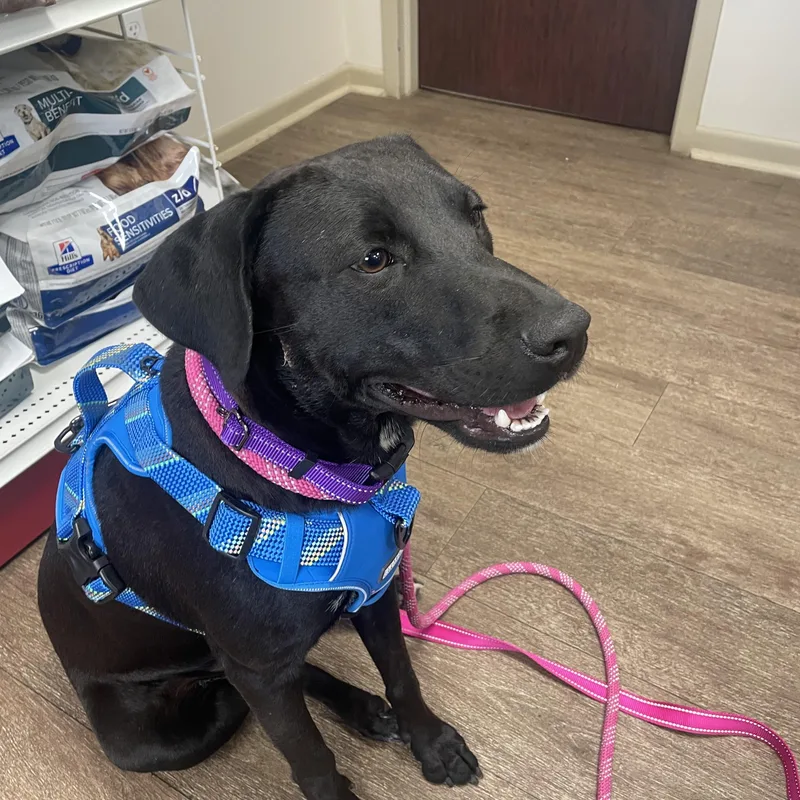 Freedom “stella”