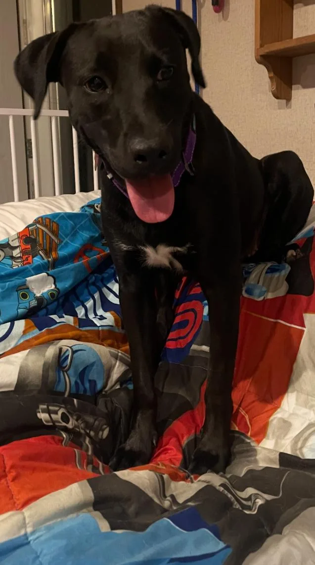 Freedom “stella” thumbnail 2