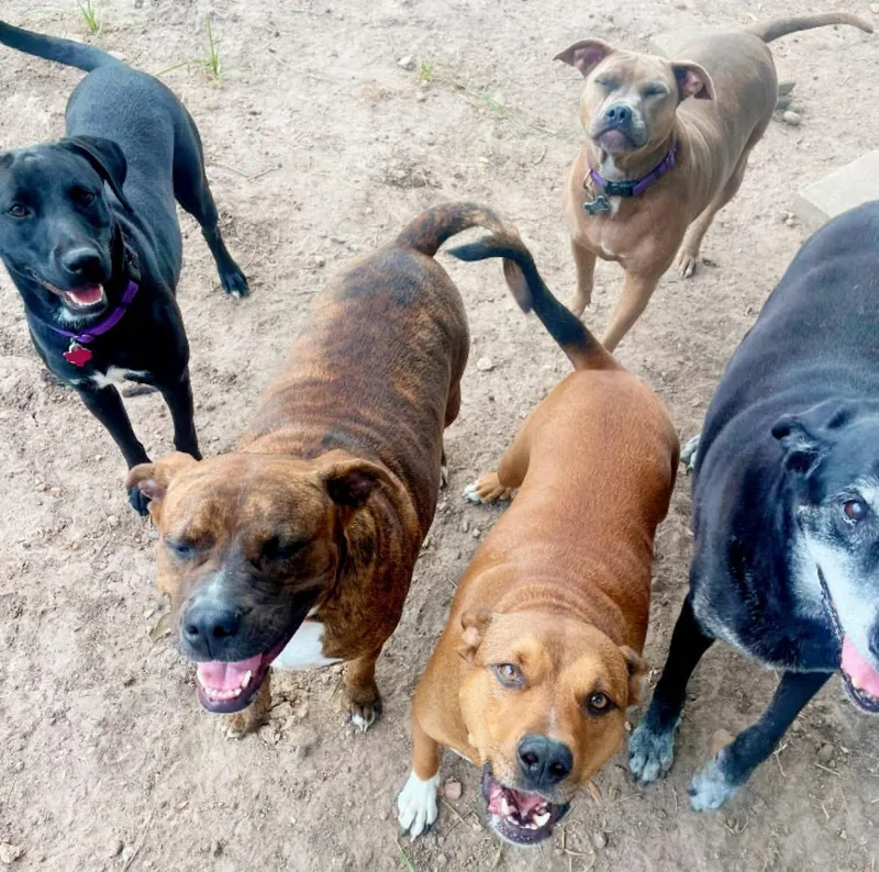 Freedom “stella” thumbnail 3