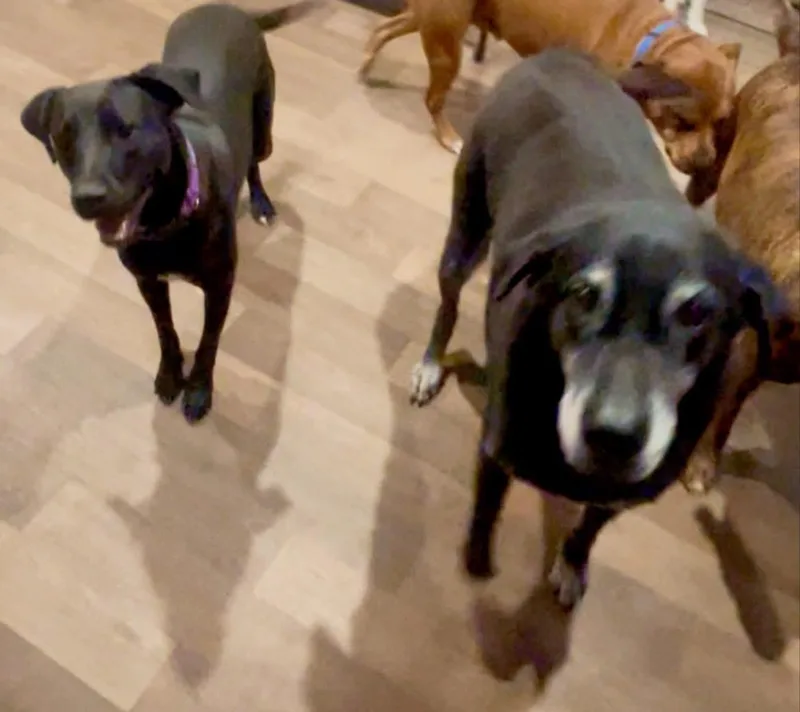 Freedom “stella” thumbnail 4