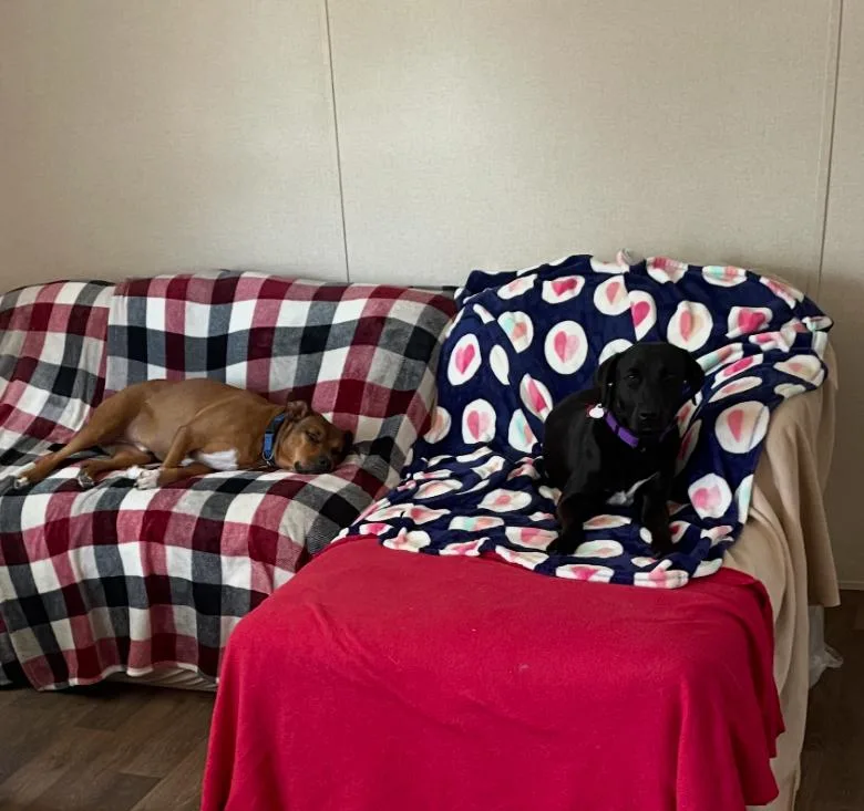 Freedom “stella” thumbnail 5