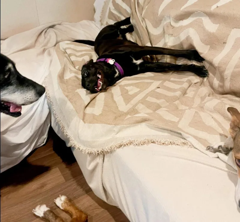 Freedom “stella” thumbnail 6