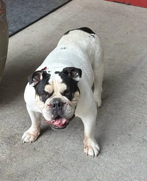 An adult large-sized male English Bulldog dog named Freddie for adoption in Smithville, MO