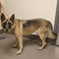 A senior medium-sized female Yellow / Tan / Blond / Fawn Shepherd dog named Judge Judy for adoption in Norman, OK