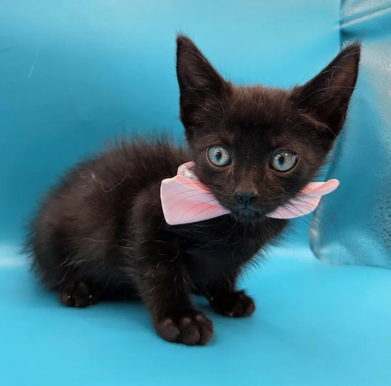 Binx