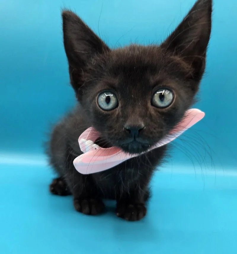 Binx thumbnail 2
