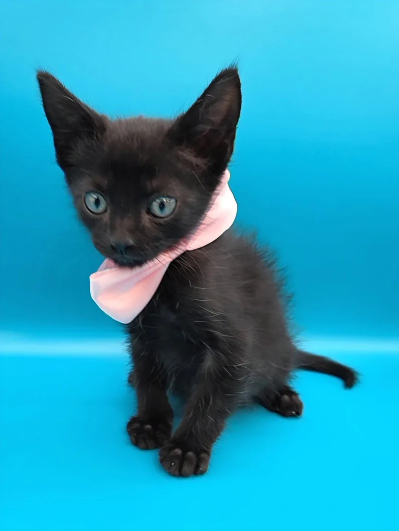 Binx thumbnail 3