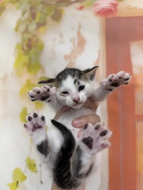 A baby small-sized male Domestic Short Hair cat named Grady for adoption in San Bernardino, CA