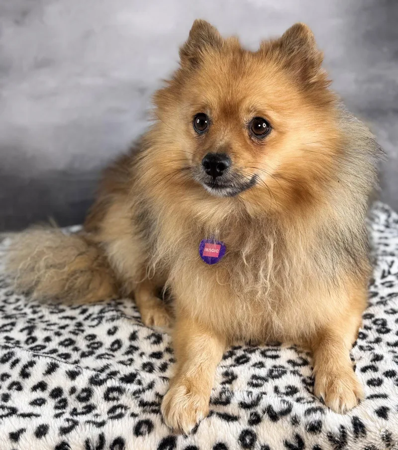 An adult small-sized male Pomeranian dog named Magic for adoption in Garland, TX