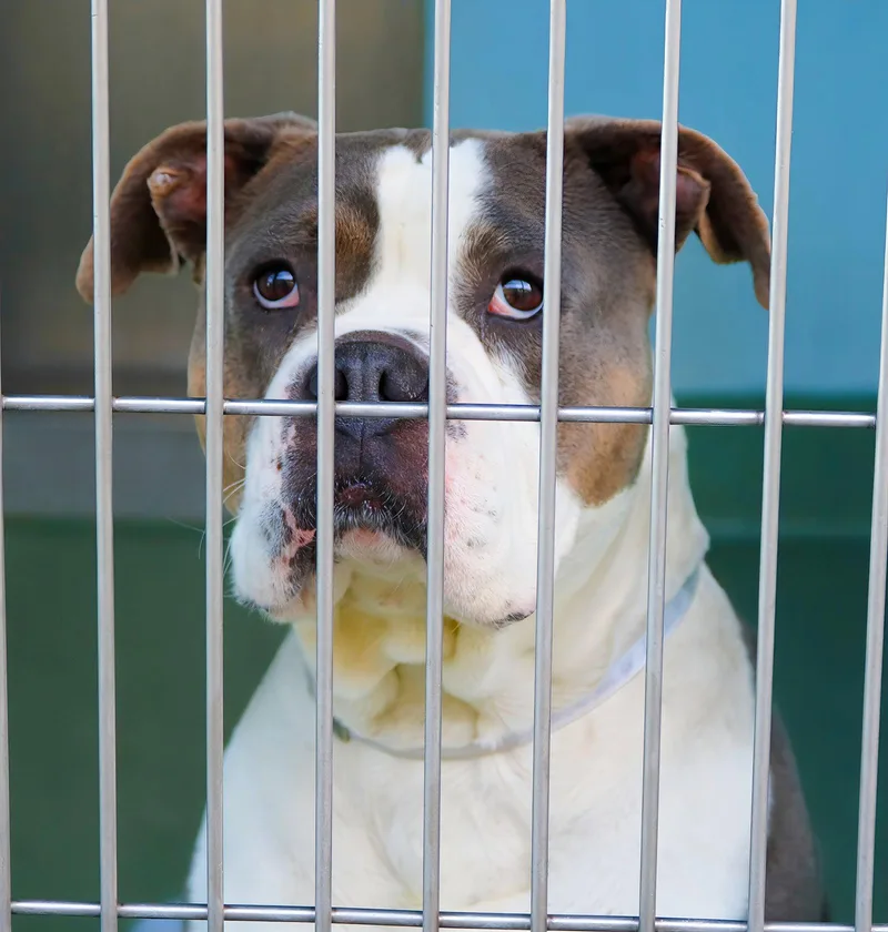 Harrison thumbnail 2