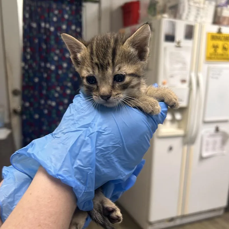 A baby small-sized female Brown / Chocolate Domestic Short Hair cat named Fiji @ pet Supermarket for adoption in Summerville, SC