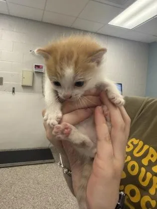 A baby small-sized male Domestic Short Hair cat named Guppy for adoption in Gastonia, NC