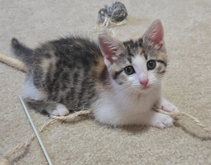 A baby medium-sized female Domestic Short Hair cat named Mia for adoption in Hoover , AL