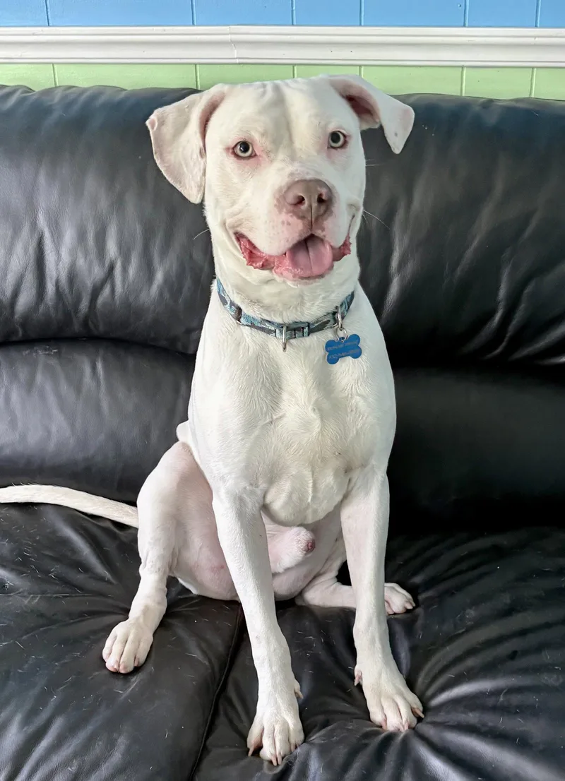 A young medium-sized male American Staffordshire Terrier dog named Journey for adoption in Spring Lake, NJ