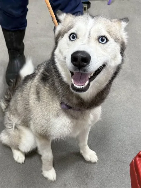 A young medium-sized female Siberian Husky dog named Bella for adoption in Upper Marlboro, MD