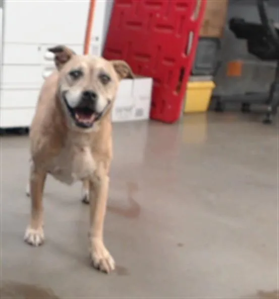 A senior large-sized female German Shepherd Dog dog named Sadie for adoption in Phoenix, AZ
