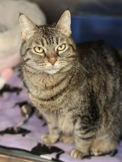 Miss Daisy thumbnail 2