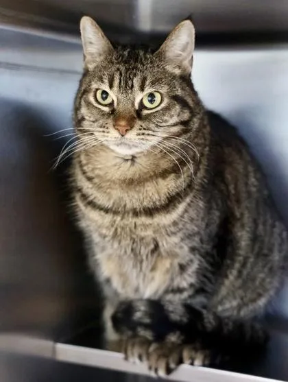 Miss Daisy thumbnail 3