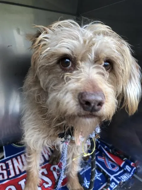 A senior medium-sized female Mixed Breed dog named Missy for adoption in Dallas, TX