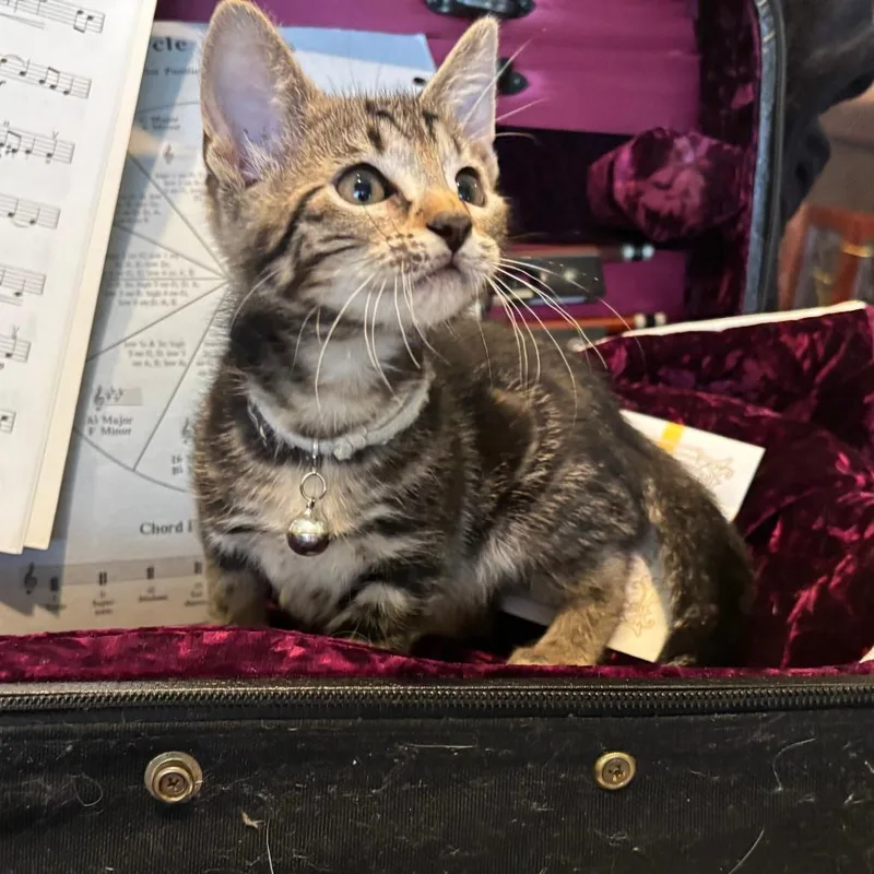 A baby small-sized female Gray / Blue / Silver Domestic Short Hair cat named Dolce for adoption in Bastrop, TX