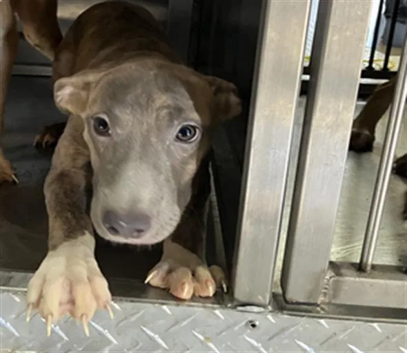 A baby large-sized female Mixed Breed dog named Lola for adoption in Dallas, TX