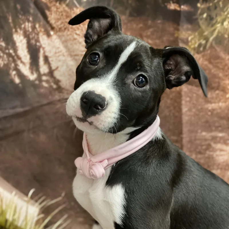 A baby medium-sized male Labrador Retriever dog named Candy for adoption in Copiague, NY