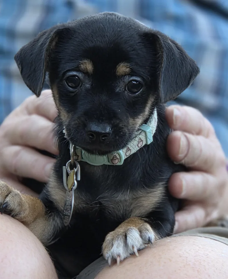 A baby small-sized female Yorkshire Terrier dog named Coral for adoption in Saint Paul, MN