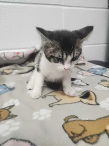 An adult small-sized female Domestic Short Hair cat named Pudding Deluxe for adoption in Spruce Pine, NC