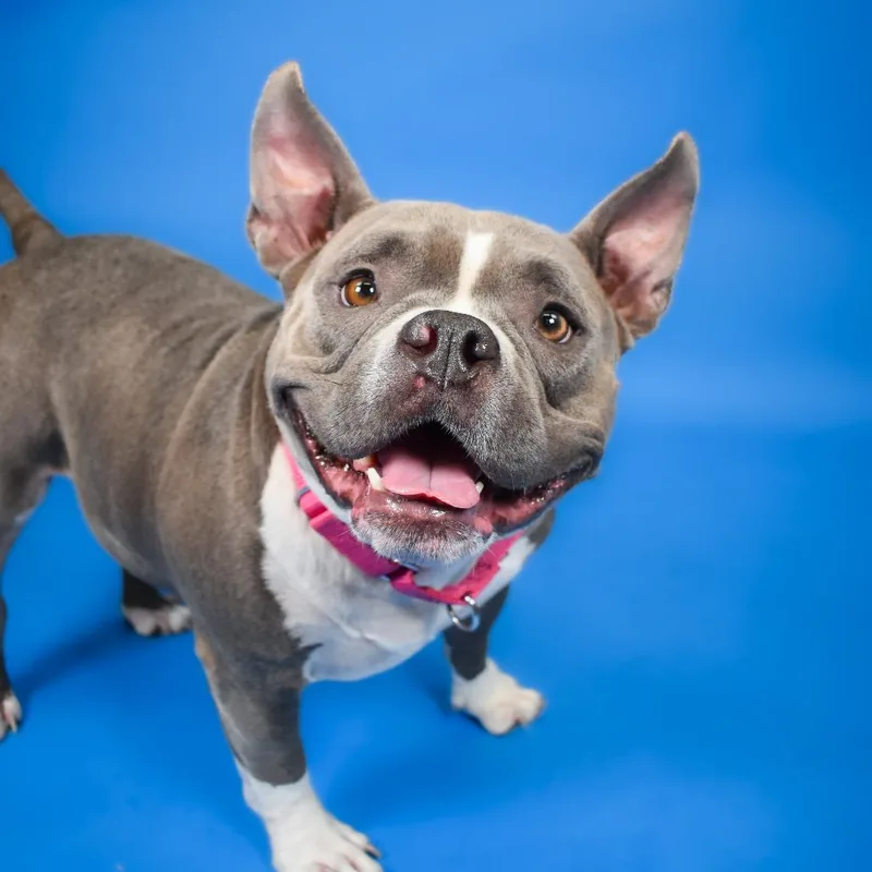 An adult medium-sized female Gray / Blue / Silver Mixed Breed dog named Shay for adoption in West Palm Beach, FL
