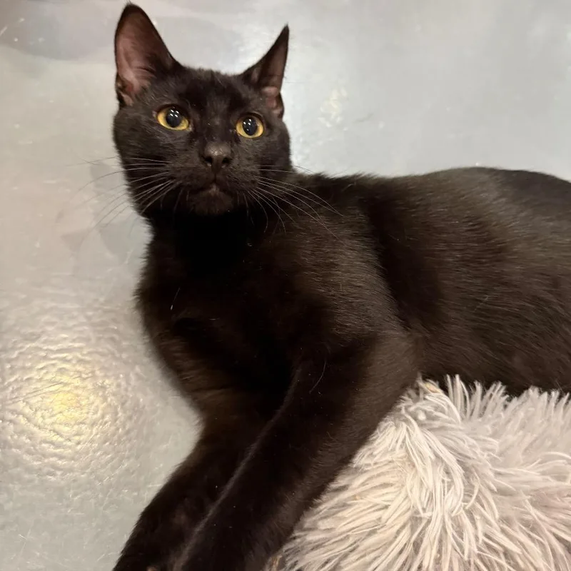 A young medium-sized male Domestic Short Hair cat named Niko for adoption in South Bend, IN