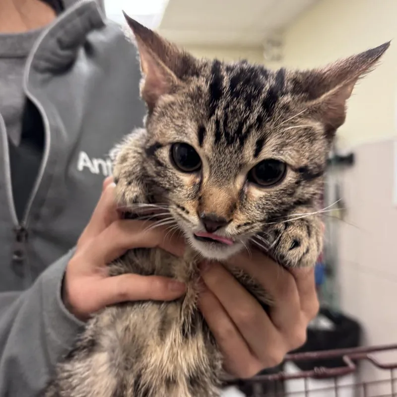A baby small-sized male Brown / Chocolate Domestic Short Hair cat named Tongs for adoption in Chicago, IL