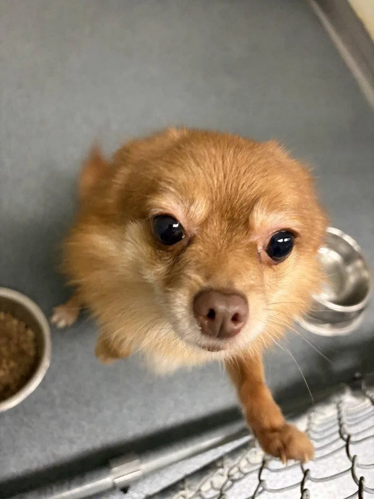 An adult small-sized male Pomeranian dog named Pr  Nougat for adoption in Glen Allen, VA