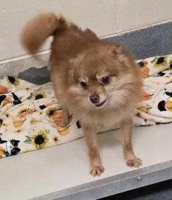 Pr  Nougat thumbnail 2