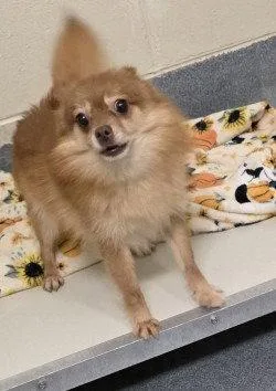 Pr  Nougat thumbnail 3