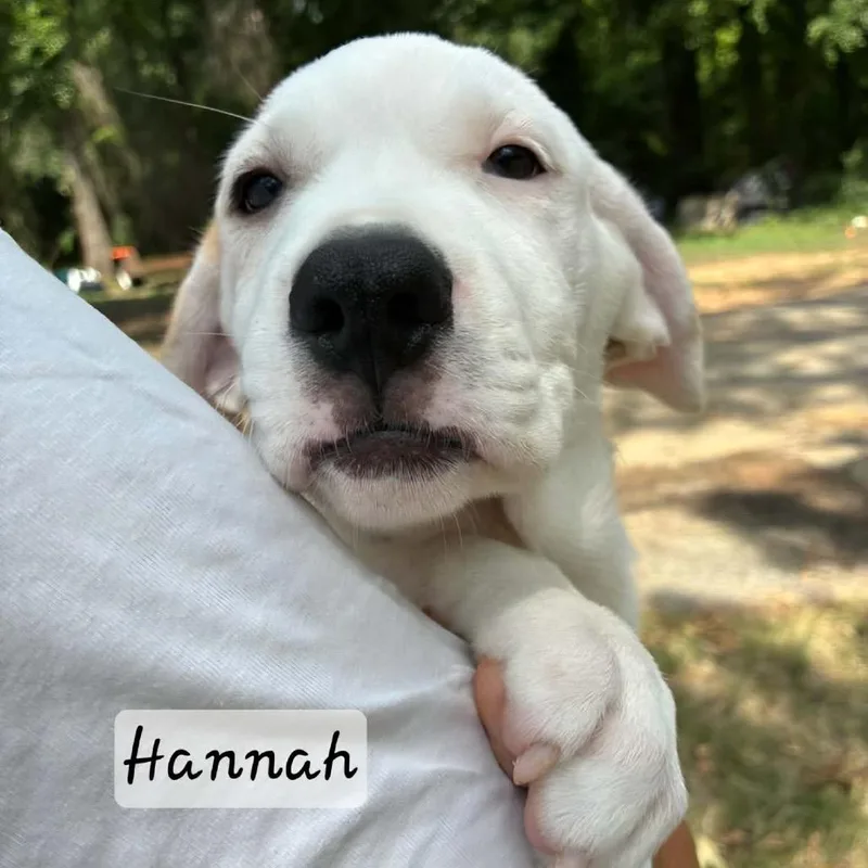 Hannah thumbnail 4