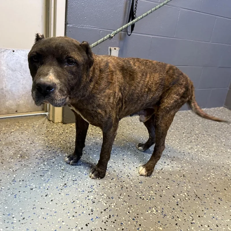 A senior medium-sized male Brindle Pit Bull Terrier dog named Tuscstray for adoption in Tuscaloosa, AL