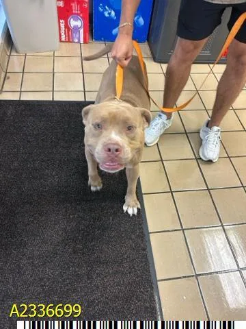 A young medium-sized male Mixed Breed dog named Puck for adoption in West Palm Beach, FL