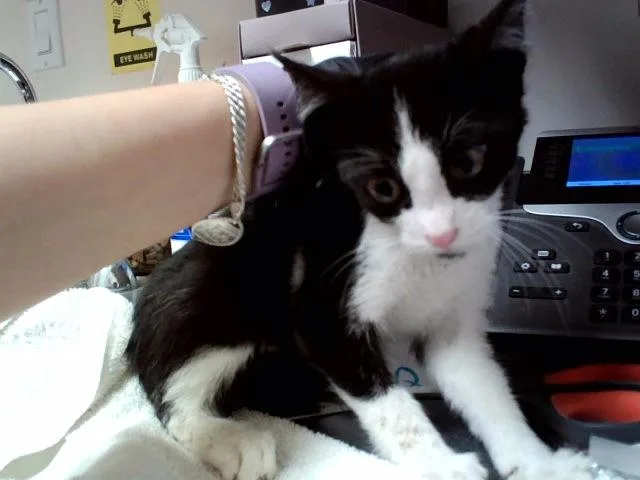 A baby small-sized male Domestic Short Hair cat named Spongebob for adoption in Martinez, CA