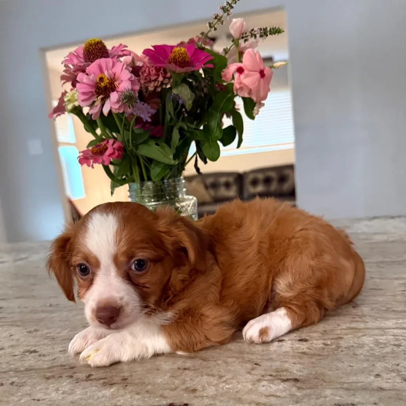 A baby small-sized female Red / Chestnut / Orange Chihuahua dog named Squeakers for adoption in Houston, TX