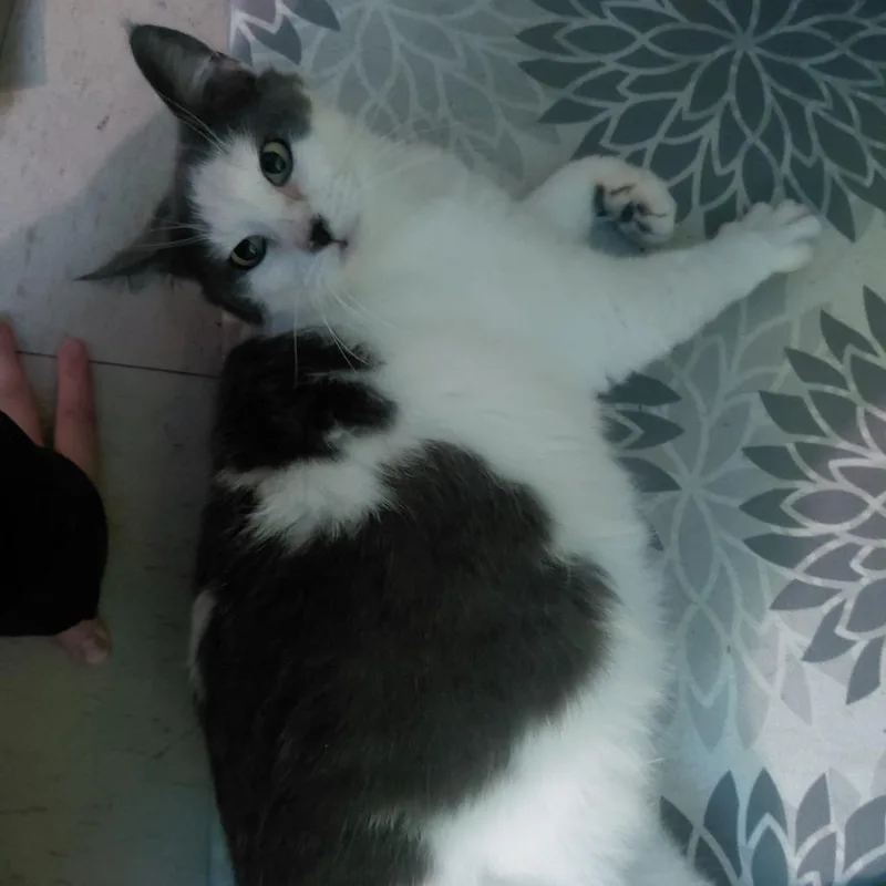 A young medium-sized female Domestic Short Hair cat named Purrari for adoption in Cincinnati, OH