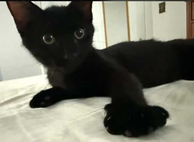 A baby medium-sized male Black Domestic Short Hair cat named Zesty for adoption in Battle Creek, MI
