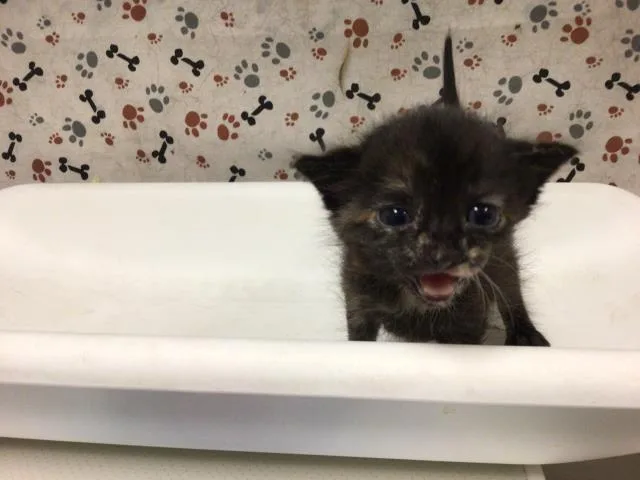 A baby small-sized female Domestic Short Hair cat named Wendy for adoption in Riverside, CA
