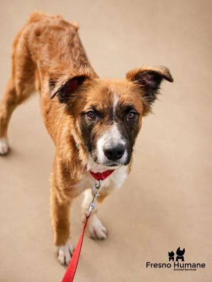 A young medium-sized female Mixed Breed dog named Ella for adoption in Fresno, CA